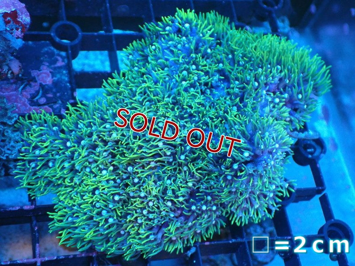 画像1: 【サンゴまとめ買い割引き10％〜20%OFF対象商品】 【サンゴ】【通販】スターポリプ（メタリックグリーン）Mサイズ（個体販売）（生体）（サンゴ） (1)