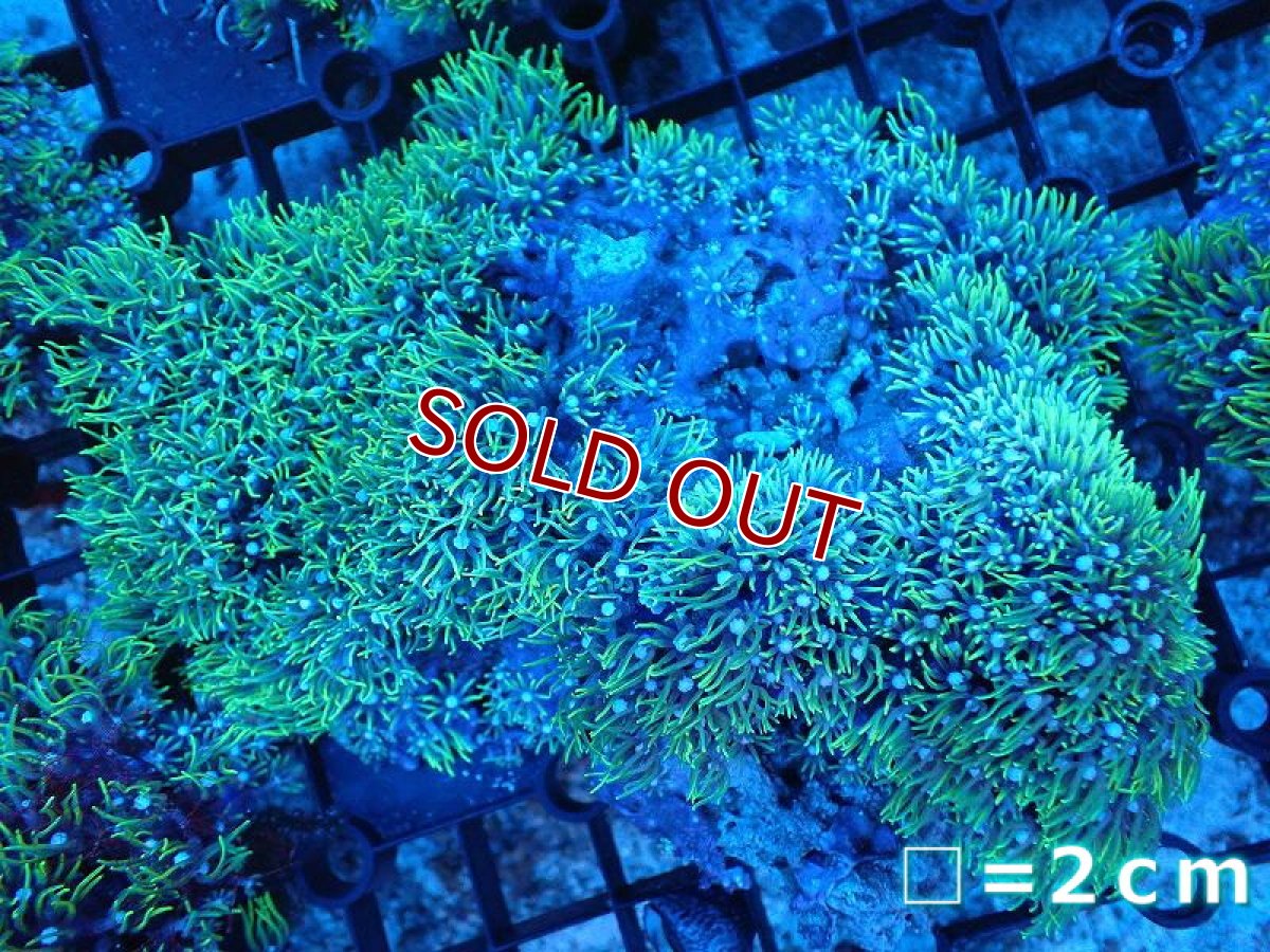 画像1: 【サンゴまとめ買い割引き10％〜20%OFF対象商品】 【サンゴ】【通販】スターポリプ（メタリックグリーン）Lサイズ（個体販売）（生体）（サンゴ） (1)