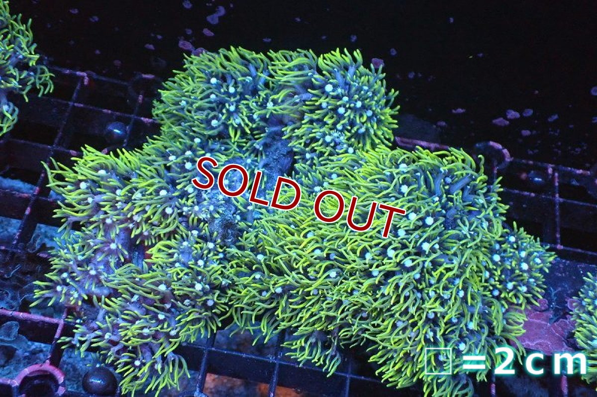 画像1: 【サンゴ】【通販】スターポリプ（メタリックグリーン）Mサイズ（個体販売）No.2（生体）（サンゴ） (1)