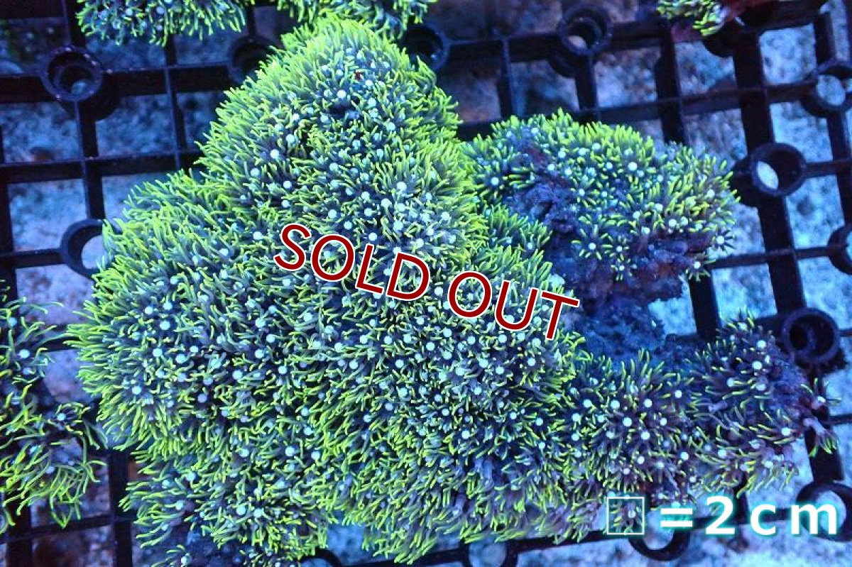 画像1: 【サンゴ】【通販】スターポリプ（メタリックグリーン）MLサイズ（個体販売）No.3（生体）（サンゴ） (1)