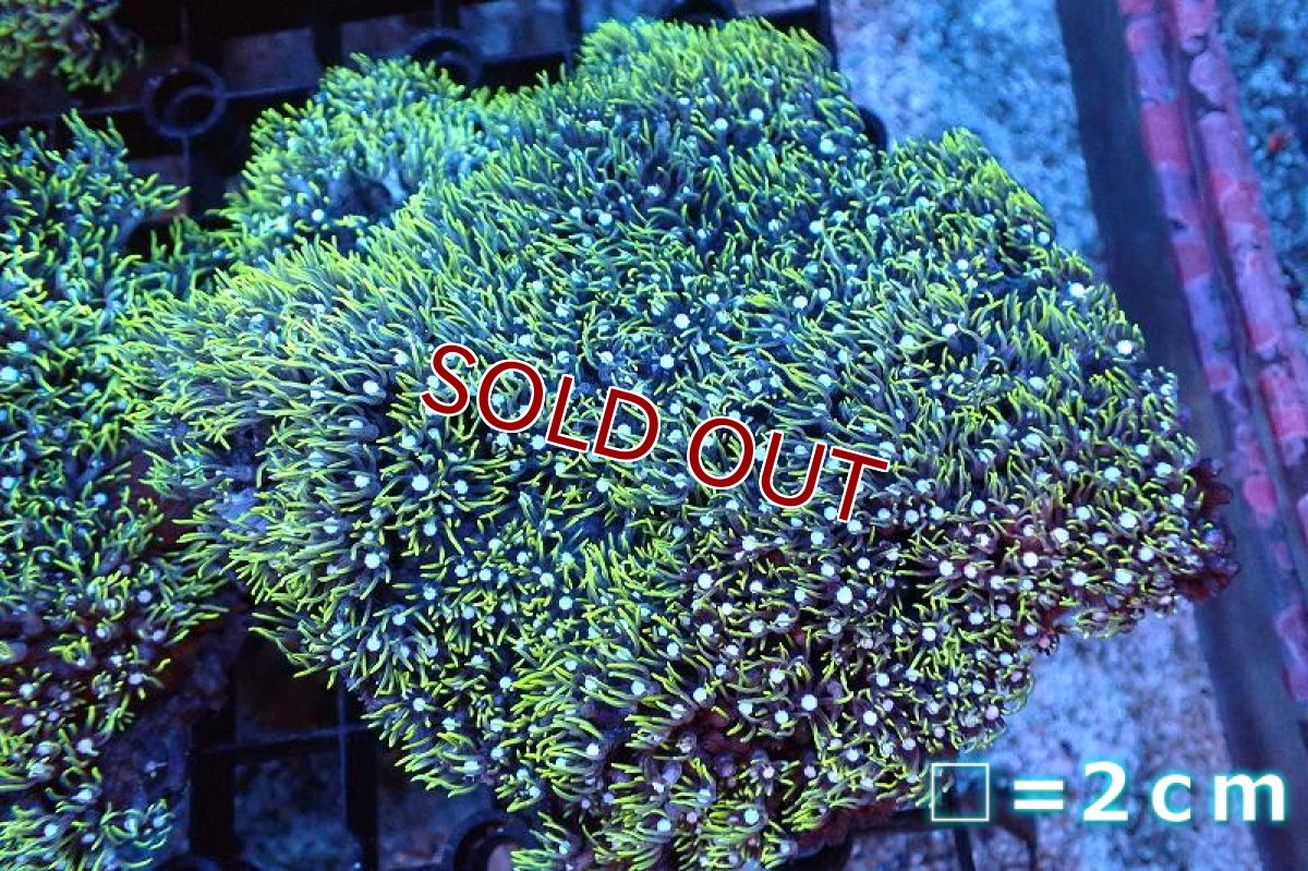 画像1: 【サンゴ】【通販】スターポリプ（メタリックグリーン）Mサイズ（個体販売）No.4（生体）（サンゴ） (1)