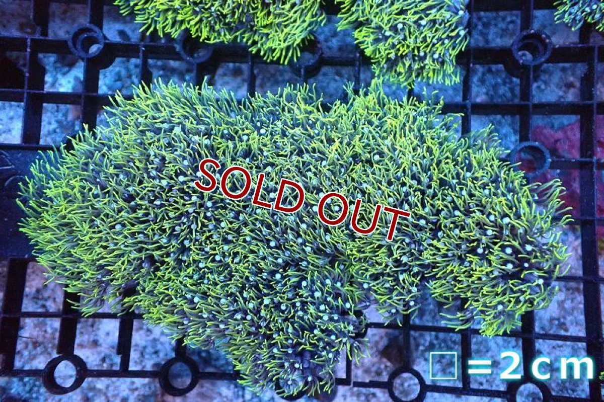 画像1: 【サンゴ】【通販】スターポリプ（メタリックグリーン）Lサイズ（個体販売）No.7（生体）（サンゴ） (1)