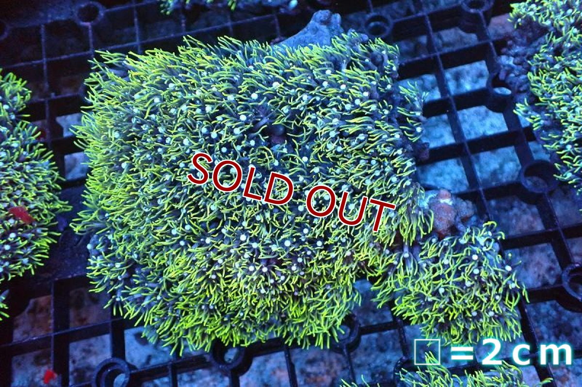 画像1: 【サンゴまとめ買い割引き10％〜20%OFF対象商品】 【サンゴ】【通販】スターポリプ（メタリックグリーン）Lサイズ（個体販売）No.8（生体）（サンゴ） (1)