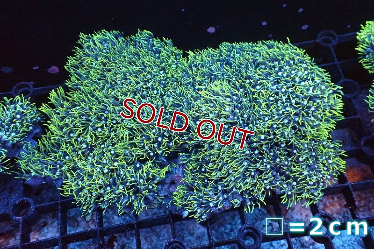 画像1: 【サンゴまとめ買い割引き10％〜20%OFF対象商品】 【サンゴ】【通販】スターポリプ（メタリックグリーン）XLサイズ（個体販売）No.9（生体）（サンゴ） (1)