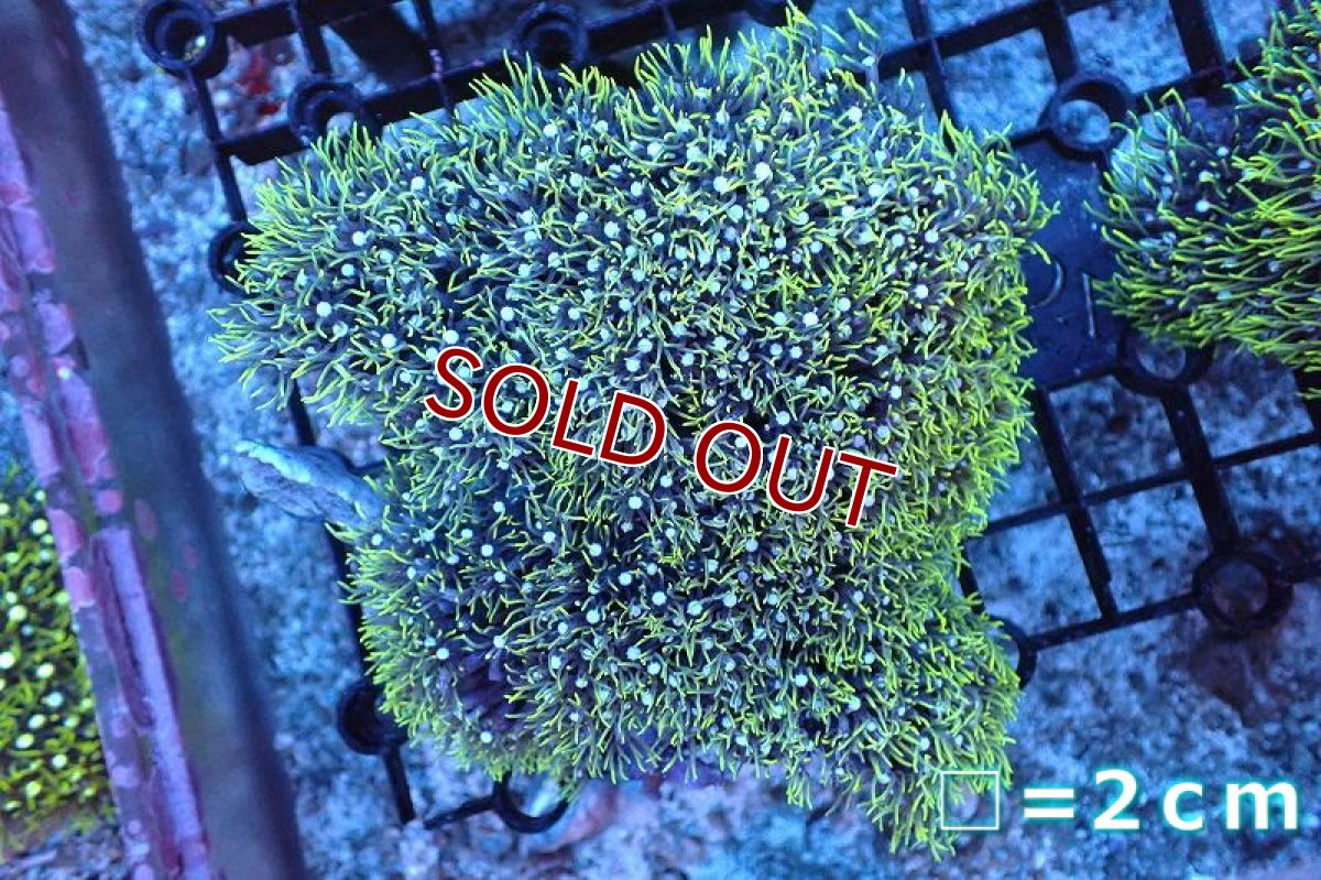 画像1: 【サンゴまとめ買い割引き10％〜20%OFF対象商品】 【サンゴ】【通販】スターポリプ（メタリックグリーン）MLサイズ（個体販売）No.10（生体）（サンゴ） (1)