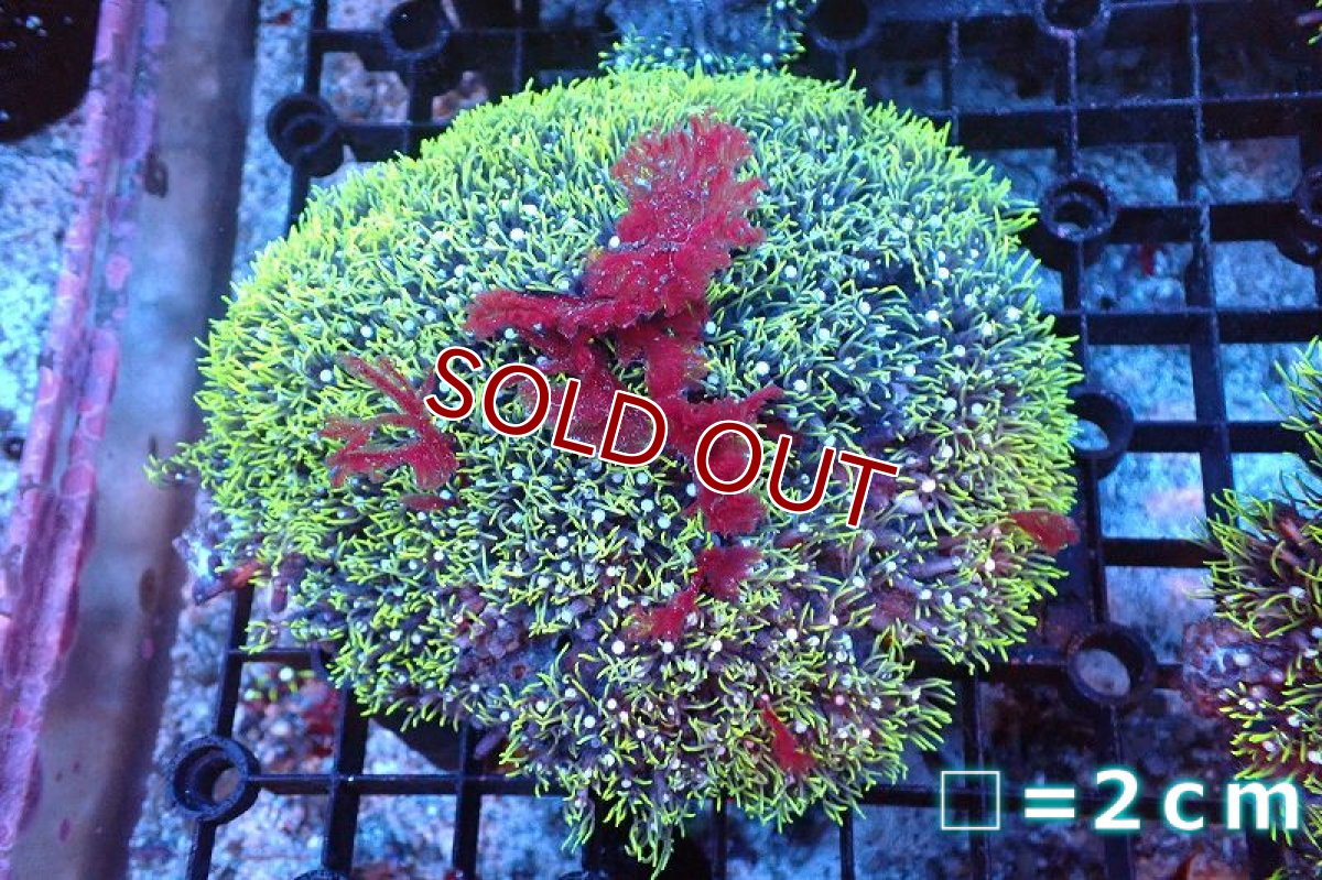 画像1: 【サンゴまとめ買い割り引き対象商品30周年セール】【サンゴ】【通販】スターポリプ（メタリックグリーン）MLサイズ/海藻付き（個体販売）No.11（生体）（サンゴ） (1)