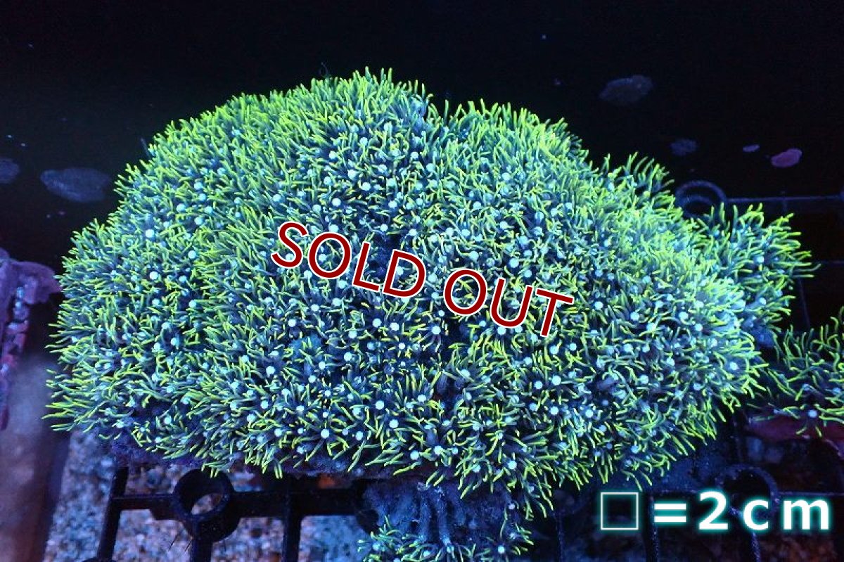 画像1: 【サンゴ】【通販】スターポリプ（メタリックグリーン）Lサイズ（個体販売）No.12（生体）（サンゴ） (1)