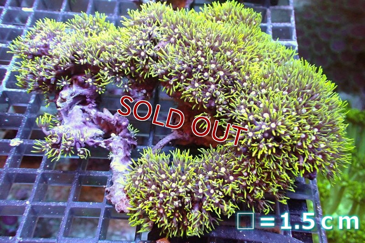 画像1: 【サンゴ】【通販】スターポリプ（メタリックグリーン）Mサイズ（個体販売）No.3（生体）（サンゴ） (1)