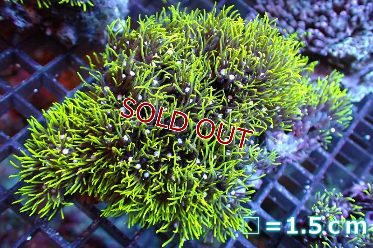 画像1: 【サンゴ】【通販】スターポリプ（メタリックグリーン）Mサイズ（個体販売）No.5（生体）（サンゴ） (1)