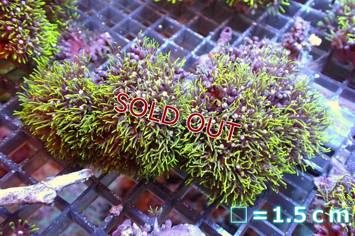 画像1: 【サンゴ】【通販】スターポリプ（メタリックグリーン）Mサイズ（個体販売）No.8（生体）（サンゴ） (1)