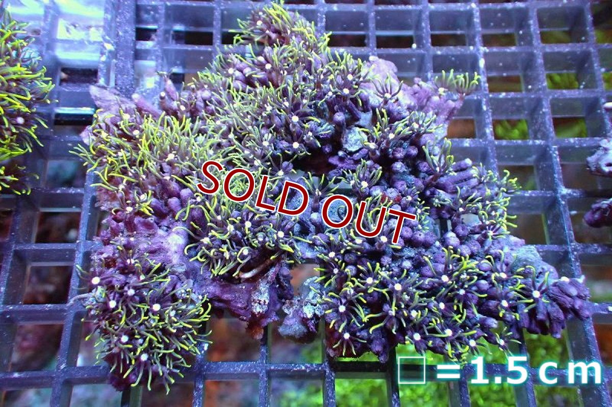 画像1: 【サンゴ】【通販】スターポリプ（メタリックグリーン）Mサイズ（個体販売）No.9（生体）（サンゴ） (1)