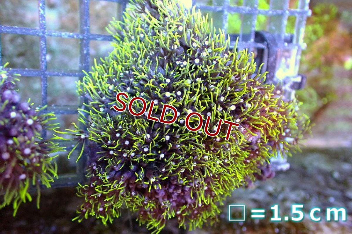 画像1: 【サンゴ】【通販】スターポリプ（メタリックグリーン）Mサイズ（個体販売）No.10（生体）（サンゴ） (1)