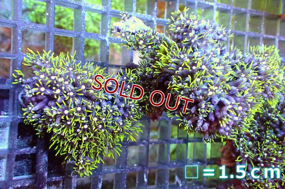 画像1: 【サンゴ】【通販】スターポリプ（メタリックグリーン）Mサイズ（個体販売）No.11（生体）（サンゴ） (1)