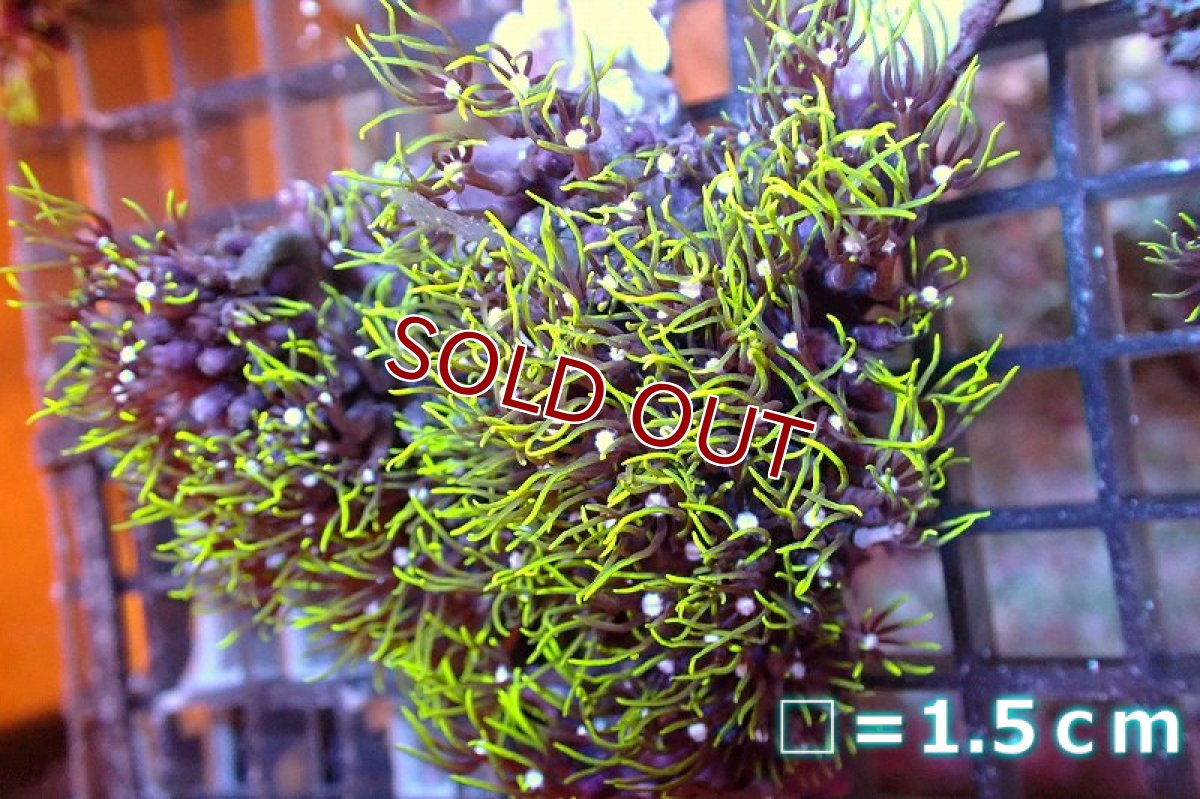 画像1: 【サンゴ】【通販】スターポリプ（メタリックグリーン）SMサイズ（個体販売）No.12（生体）（サンゴ） (1)