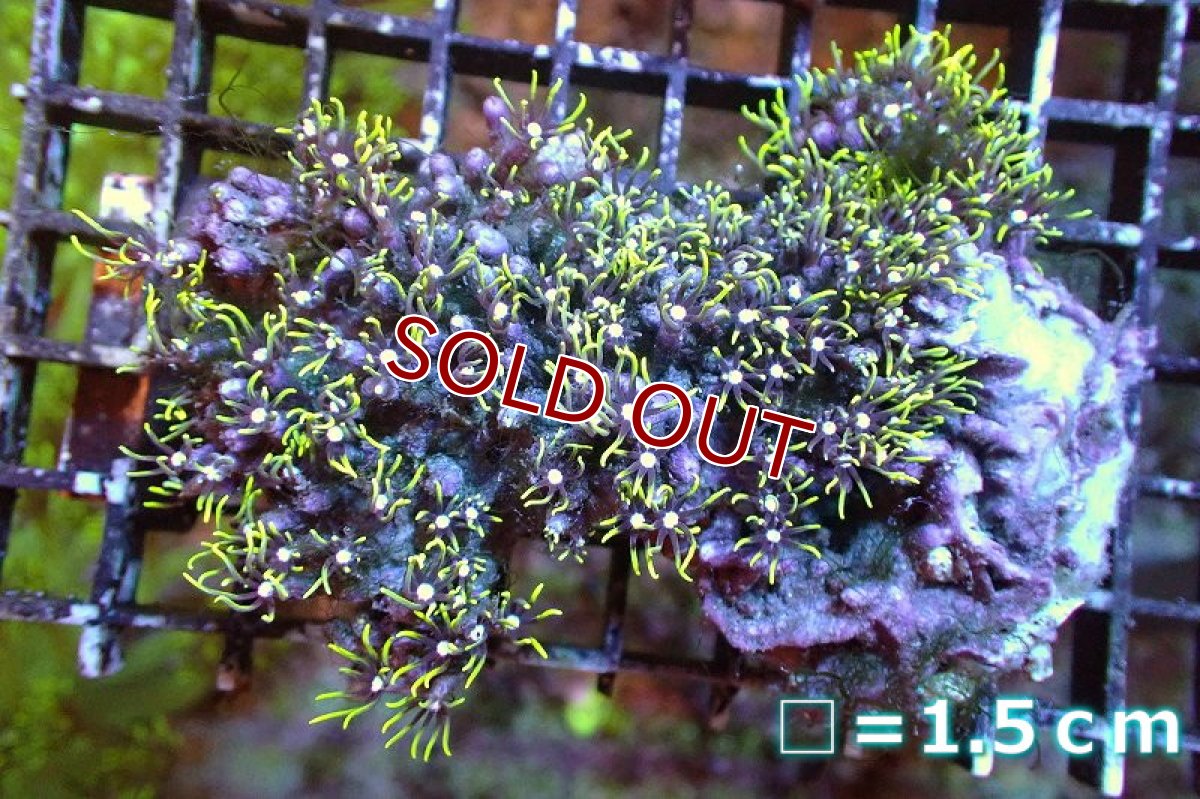 画像1: 【サンゴ】【通販】スターポリプ（メタリックグリーン）SMサイズ（個体販売）No.13（生体）（サンゴ） (1)