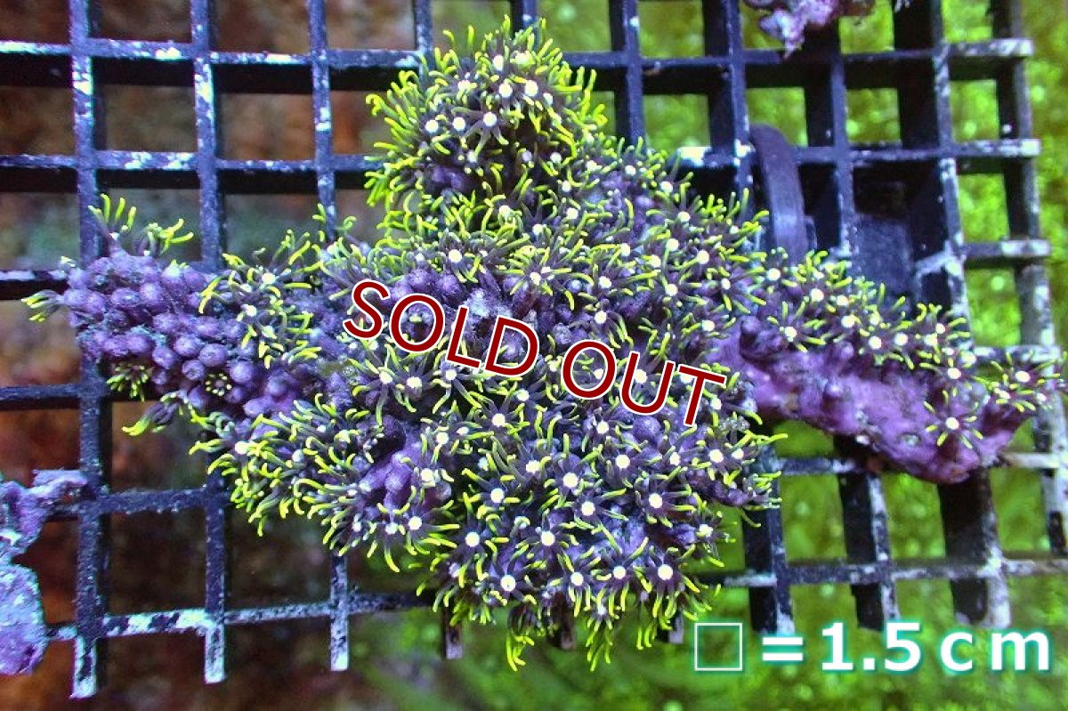 画像1: 【サンゴ】【通販】スターポリプ（メタリックグリーン）SMサイズ（個体販売）No.14（生体）（サンゴ） (1)