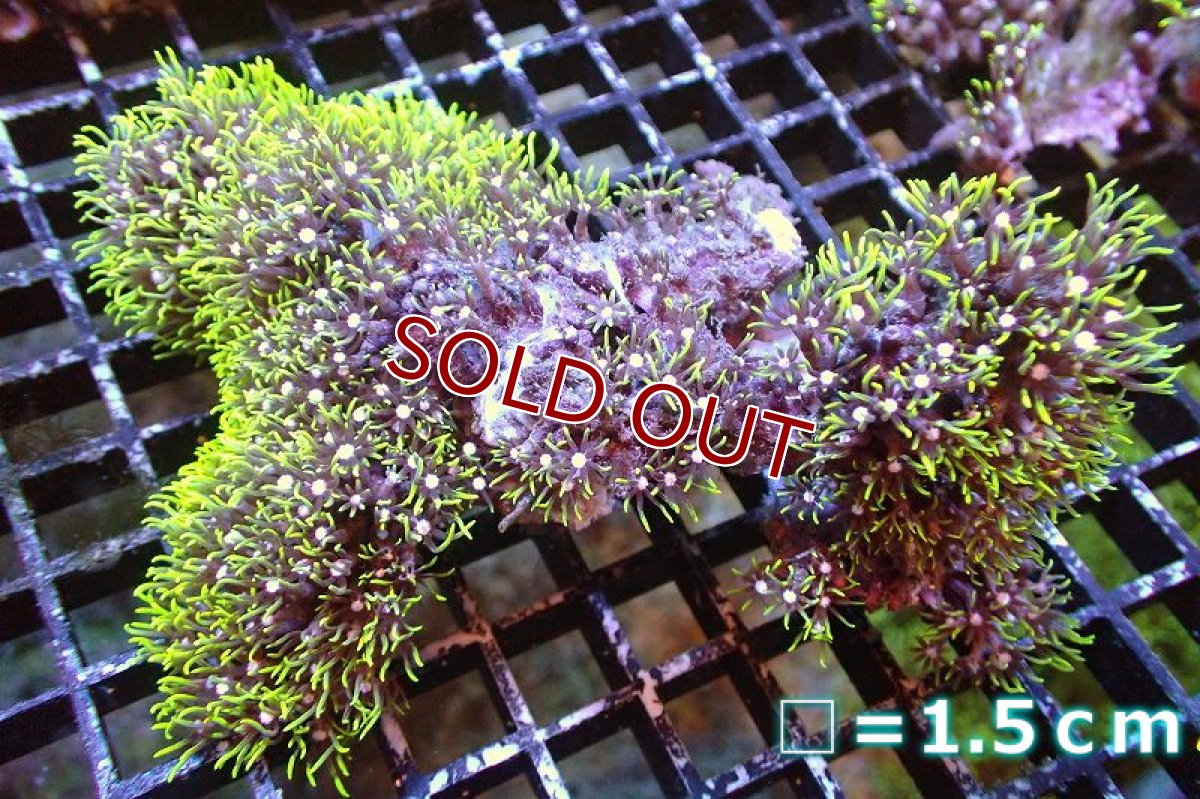 画像1: 【サンゴ】【通販】スターポリプ（メタリックグリーン）Mサイズ（個体販売）No.15（生体）（サンゴ） (1)