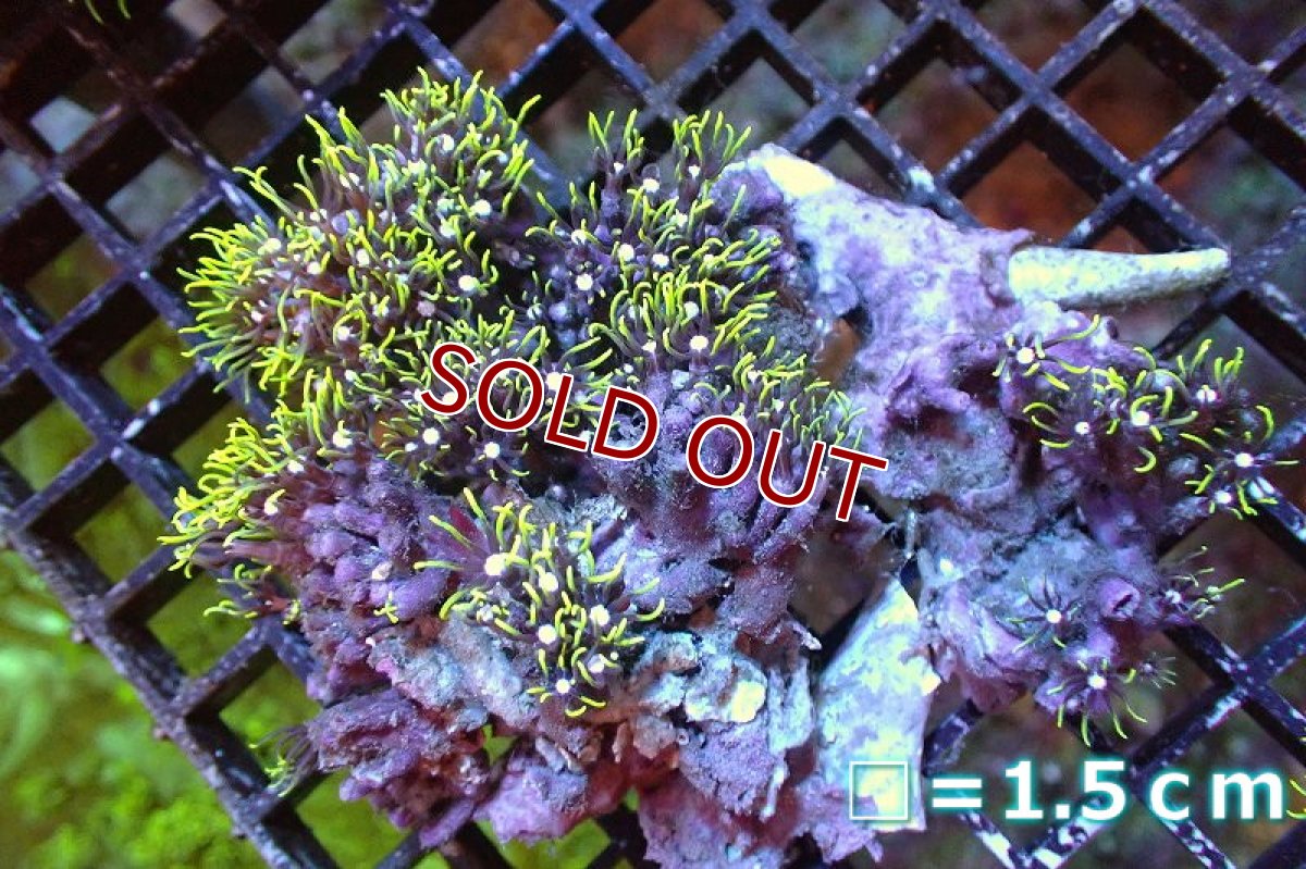 画像1: 【サンゴ】【通販】スターポリプ（メタリックグリーン）SMサイズ（個体販売）No.17（生体）（サンゴ） (1)