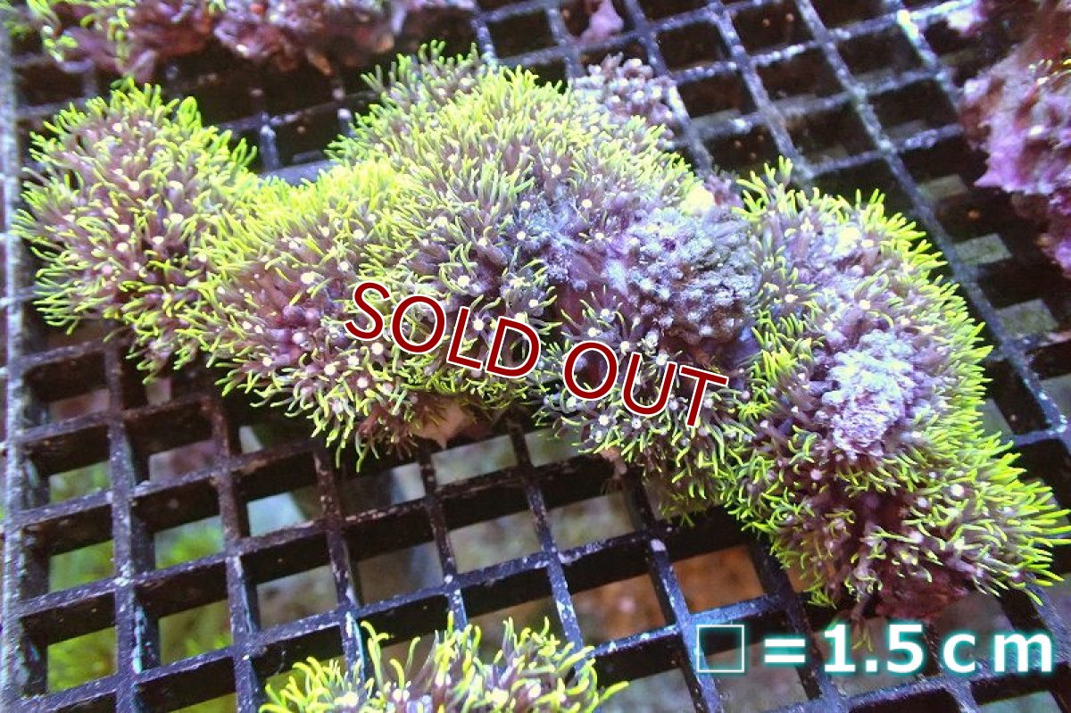 画像1: 【サンゴ】【通販】スターポリプ（メタリックグリーン）Mサイズ（個体販売）No.18（生体）（サンゴ） (1)
