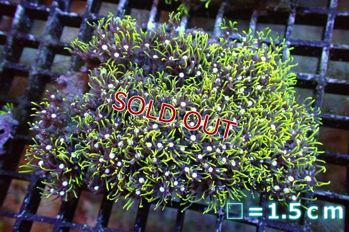 画像1: 【サンゴ】【通販】スターポリプ（メタリックグリーン）Mサイズ（個体販売）No.19（生体）（サンゴ） (1)
