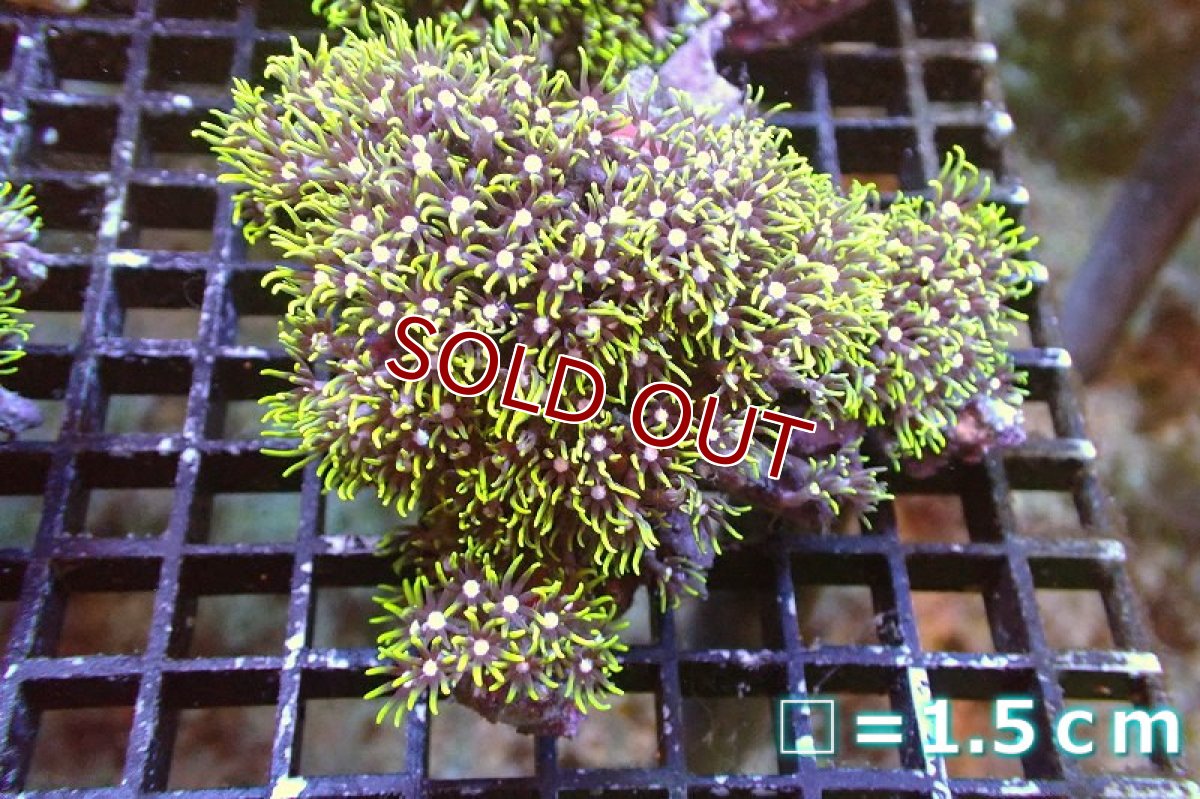画像1: 【サンゴ】【通販】スターポリプ（メタリックグリーン）Mサイズ（個体販売）No.21（生体）（サンゴ） (1)