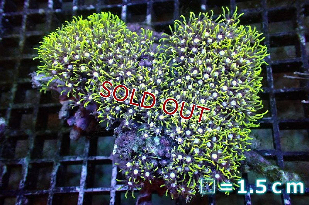 画像1: 【サンゴ】【通販】スターポリプ（メタリックグリーン）Mサイズ（個体販売）No.24（生体）（サンゴ） (1)
