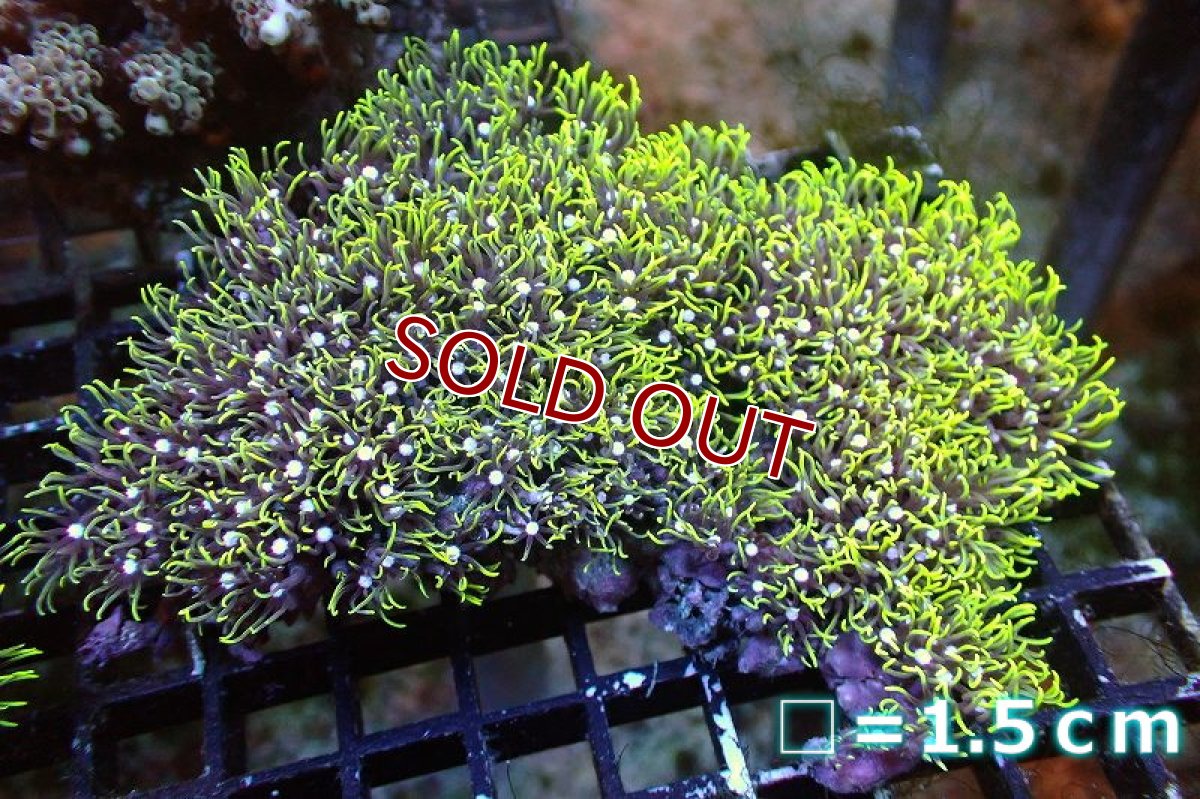 画像1: 【サンゴ】【通販】スターポリプ（メタリックグリーン）Mサイズ（個体販売）No.26（生体）（サンゴ） (1)