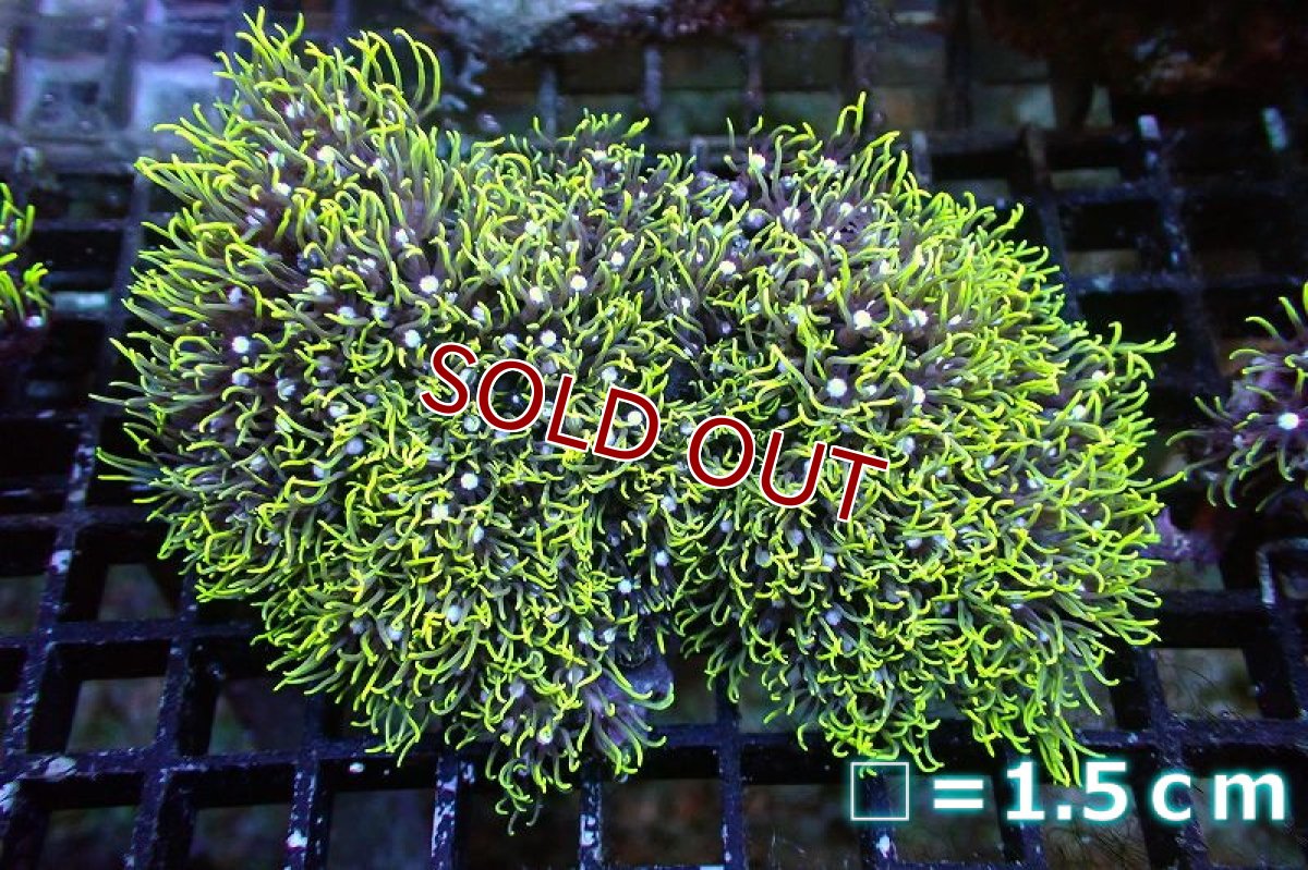 画像1: 【サンゴ】【通販】スターポリプ（メタリックグリーン）Mサイズ（個体販売）No.27（生体）（サンゴ） (1)