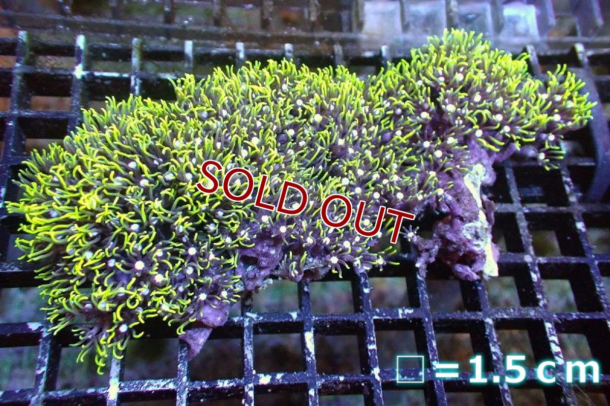 画像1: 【サンゴ】【通販】スターポリプ（メタリックグリーン）Mサイズ（個体販売）No.28（生体）（サンゴ） (1)