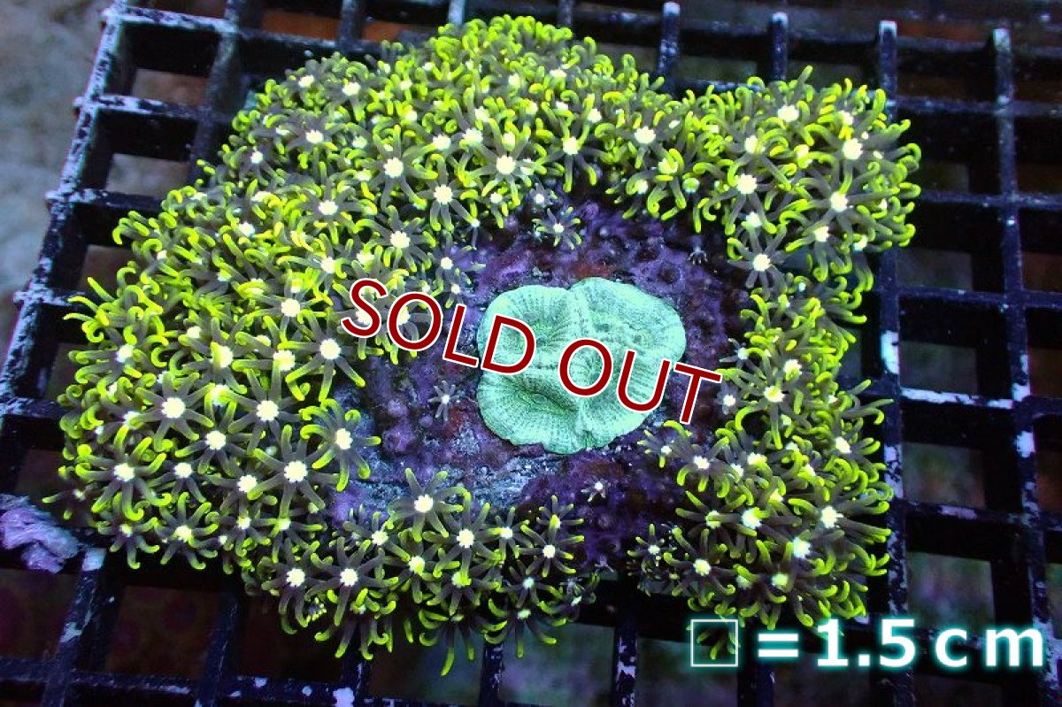画像1: 【サンゴ】【通販】スターポリプ（メタリックグリーン）Mサイズ（個体販売）No.29（生体）（サンゴ） (1)