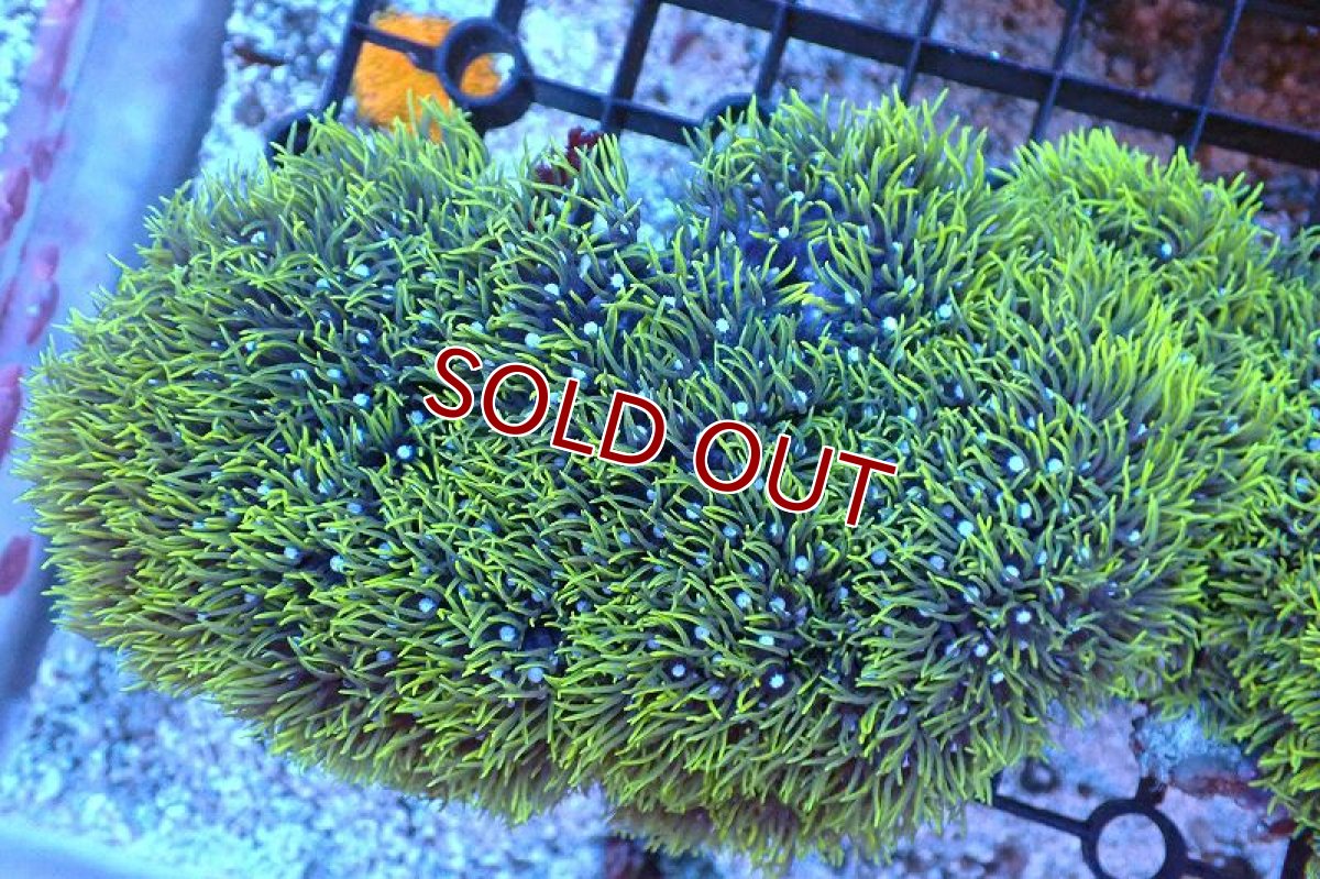 画像1: 【サンゴ】【通販】スターポリプ（メタリックグリーン）Lサイズ（個体販売）（±15cm)No.30（生体）（サンゴ） (1)
