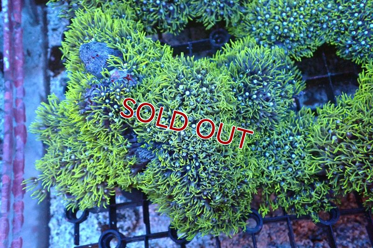 画像1: 【サンゴ】【通販】スターポリプ（メタリックグリーン）Lサイズ（個体販売）（±18cm)No.31（生体）（サンゴ） (1)