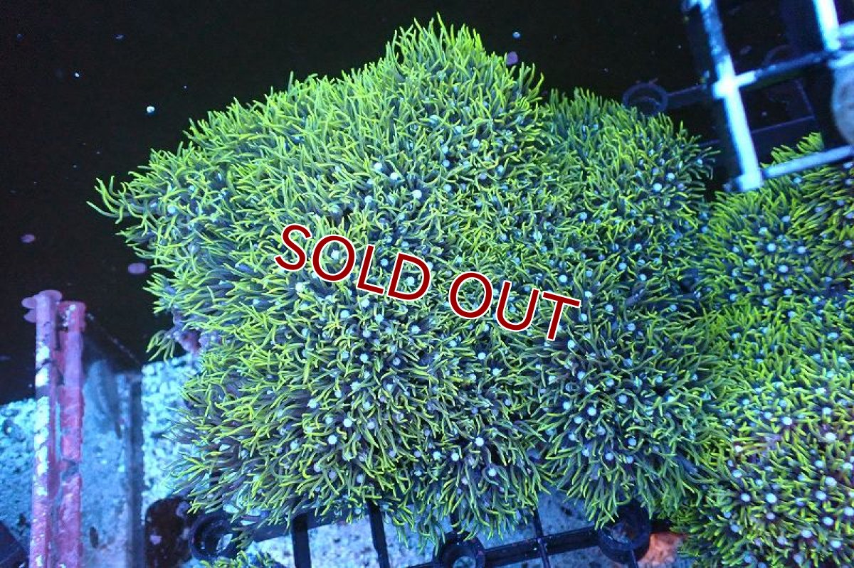 画像1: 【サンゴ】【通販】スターポリプ（メタリックグリーン）Lサイズ（個体販売）（±16cm)No.32（生体）（サンゴ） (1)