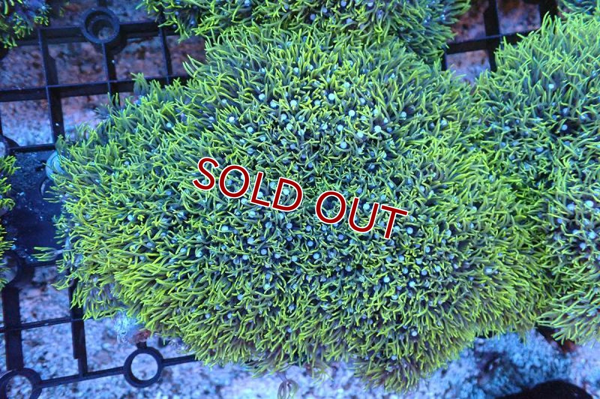 画像1: 【サンゴ】【通販】スターポリプ（メタリックグリーン）Lサイズ（個体販売）（±17cm)No.33（生体）（サンゴ） (1)