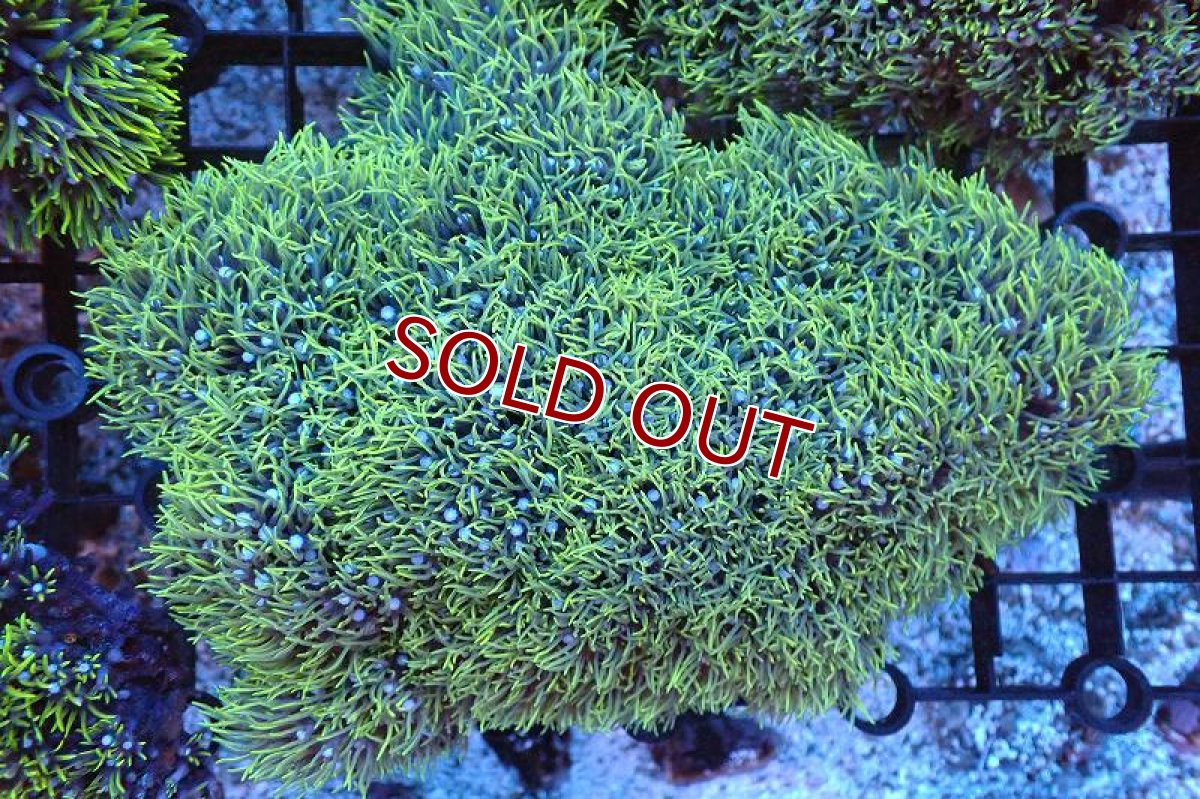 画像1: 【サンゴ】【通販】スターポリプ（メタリックグリーン）Lサイズ（個体販売）（±16cm)No.36（生体）（サンゴ） (1)