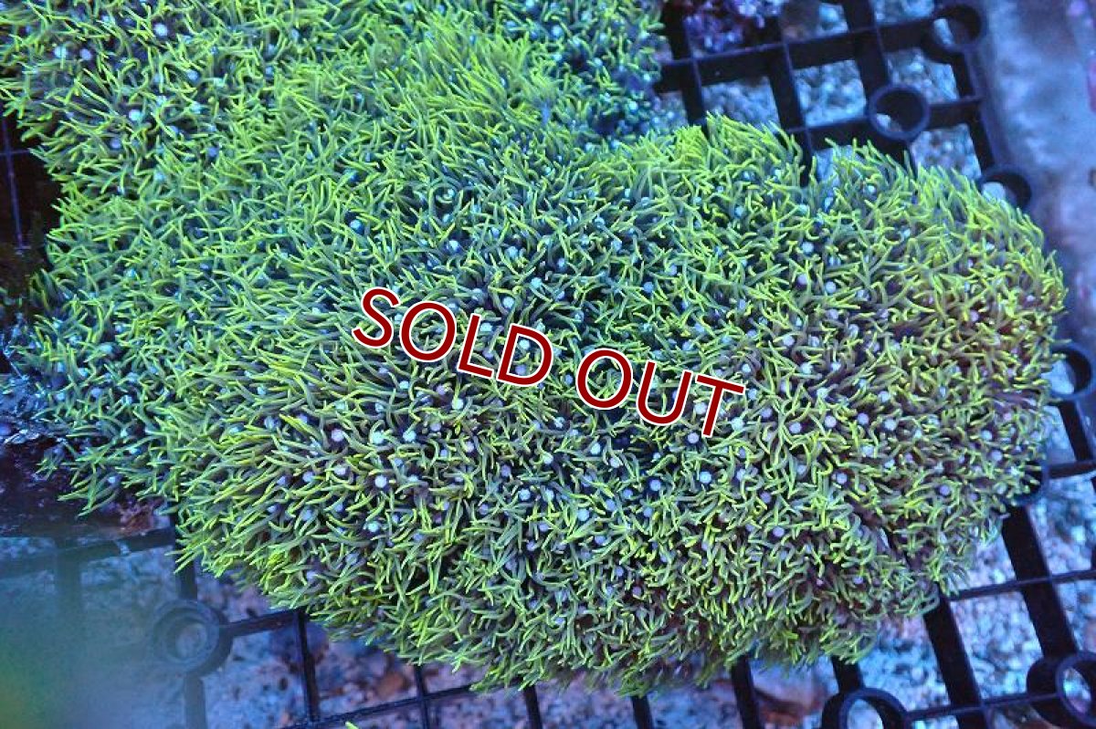 画像1: 【サンゴ】【通販】スターポリプ（メタリックグリーン）Lサイズ（個体販売）（±18cm)No.37（生体）（サンゴ） (1)