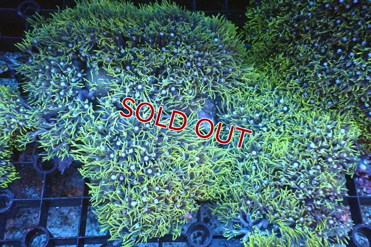 画像1: 【サンゴ】【通販】スターポリプ（メタリックグリーン）Lサイズ（個体販売）（±18cm)No.38（生体）（サンゴ） (1)