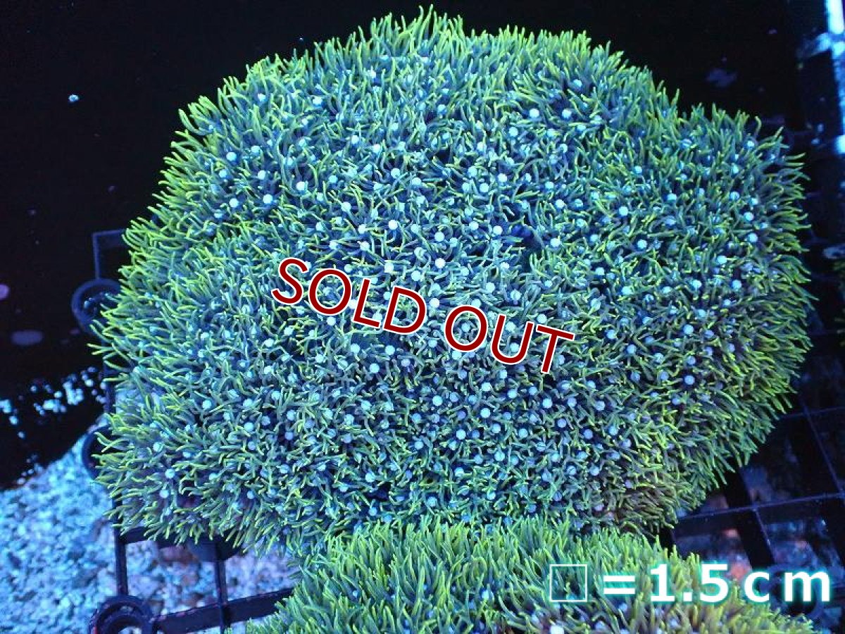 画像1: 【サンゴ】【通販】スターポリプ（メタリックグリーン）Lサイズ（個体販売）No.2（生体）（サンゴ） (1)
