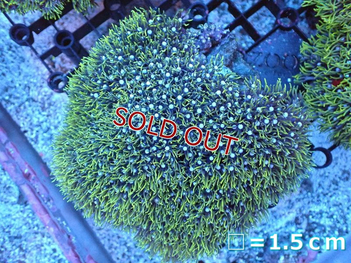 画像1: 【サンゴ】【通販】スターポリプ（メタリックグリーン）Lサイズ（個体販売）No.4（生体）（サンゴ） (1)