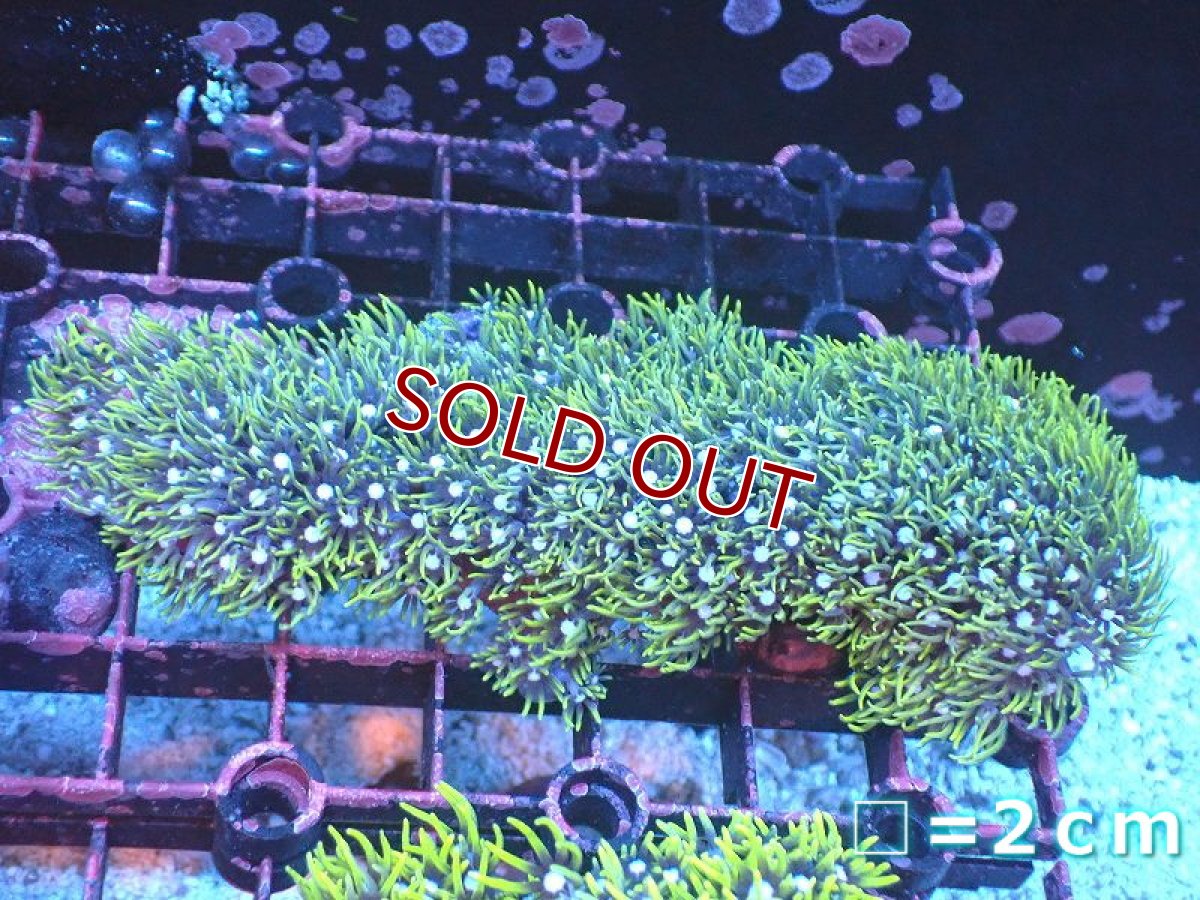 画像1: 【サンゴ】【通販】スターポリプ（メタリックグリーン）Mサイズ（個体販売）（生体）（サンゴ） (1)