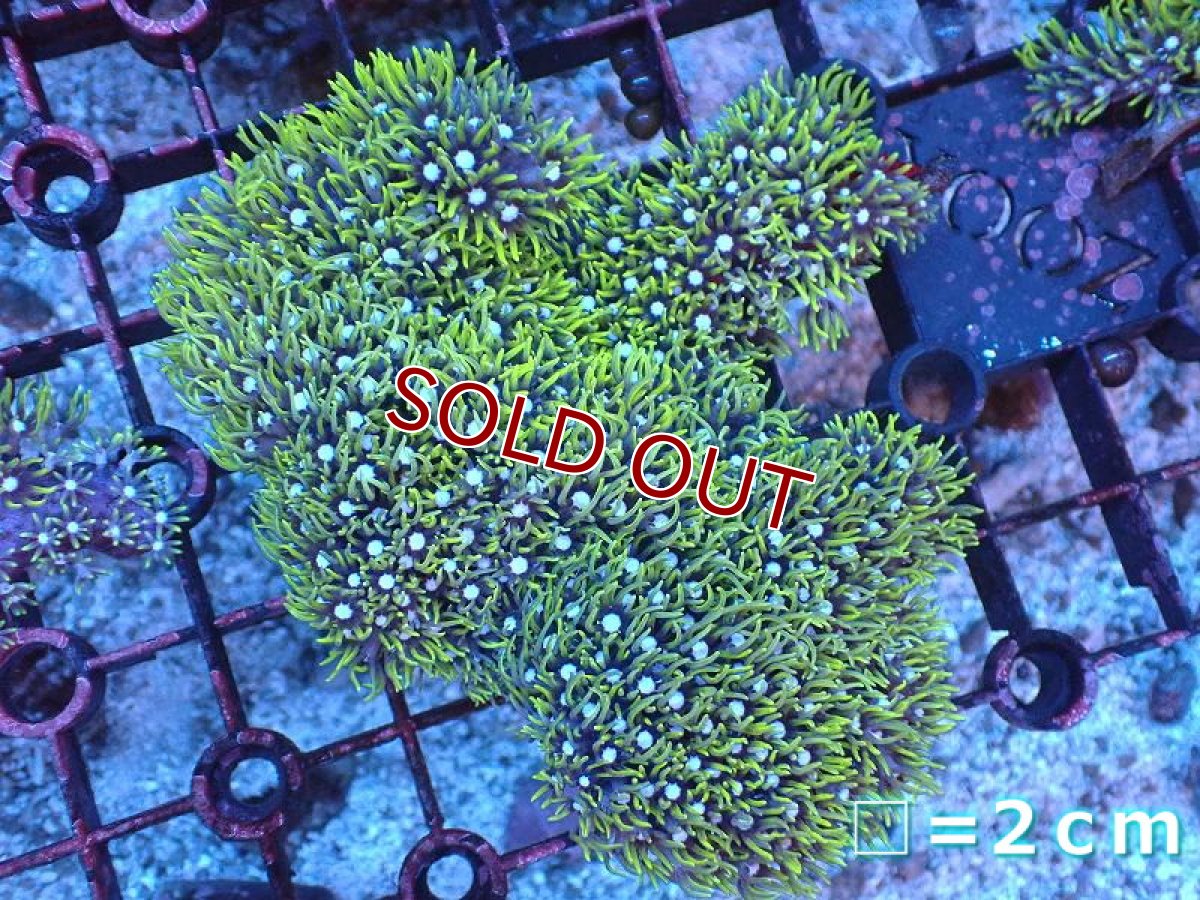 画像1: 【サンゴ】【通販】スターポリプ（メタリックグリーン）Mサイズ（個体販売）（生体）（サンゴ） (1)