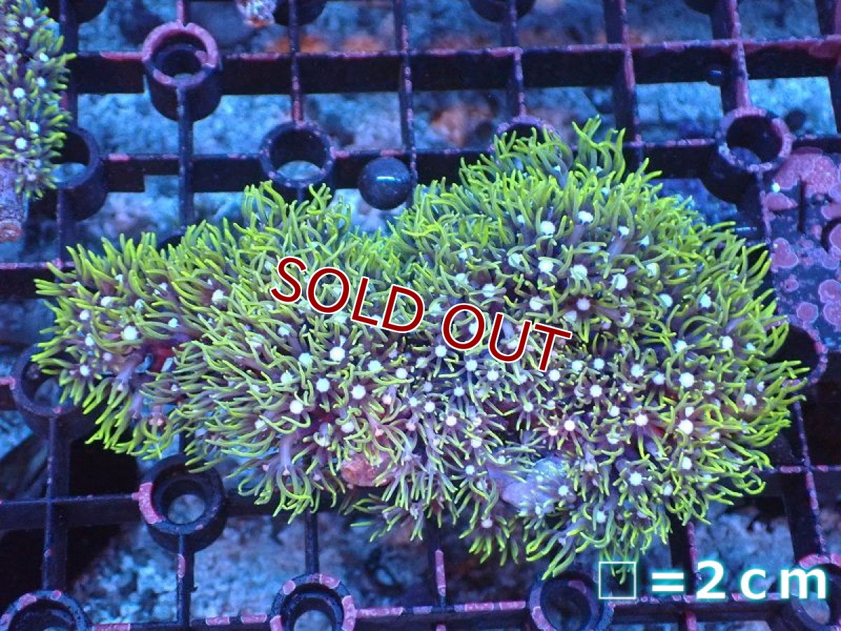 画像1: 【サンゴ】【通販】スターポリプ（メタリックグリーン）Mサイズ（個体販売）（生体）（サンゴ） (1)