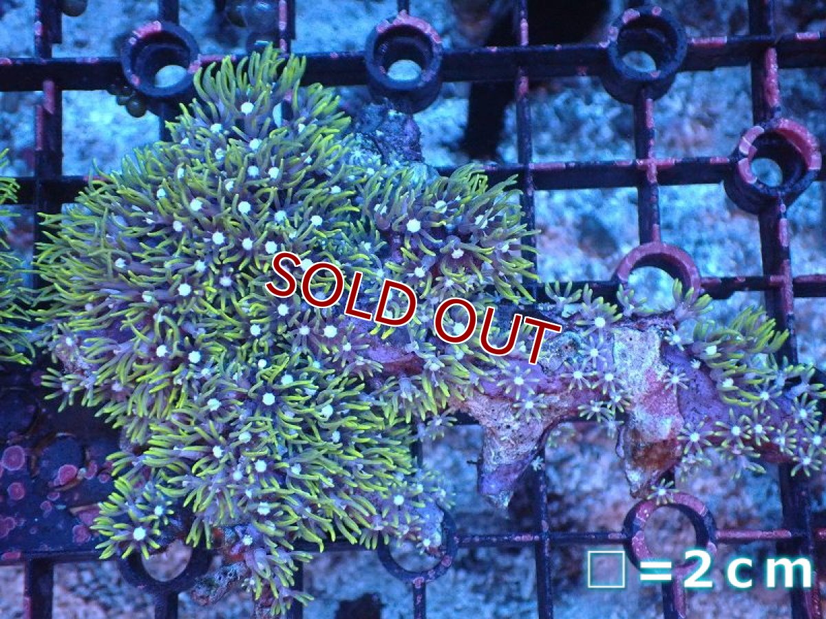 画像1: 【サンゴ】【通販】スターポリプ（メタリックグリーン）Mサイズ（個体販売）（生体）（サンゴ） (1)