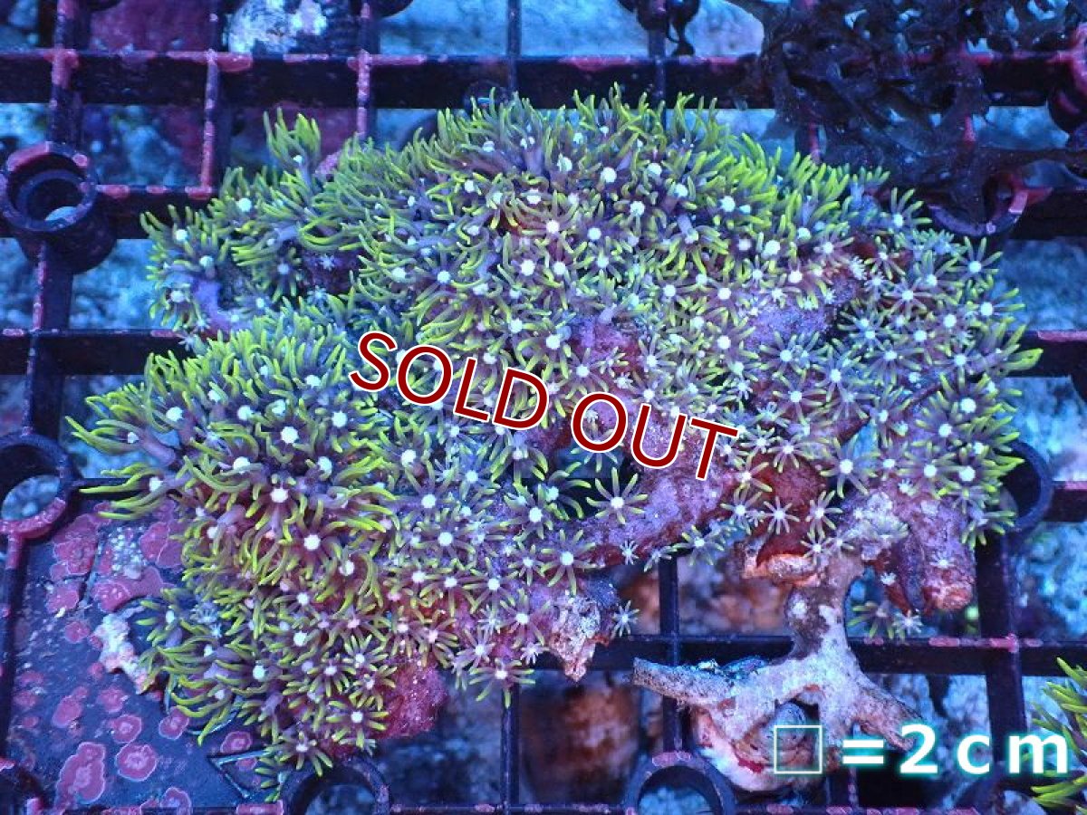 画像1: 【サンゴ】【通販】スターポリプ（メタリックグリーン）Mサイズ（個体販売）（生体）（サンゴ） (1)