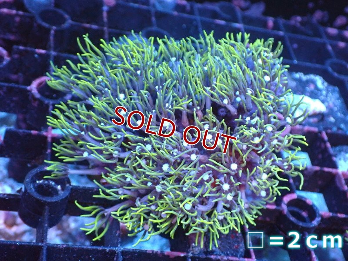 画像1: 【サンゴ】【通販】スターポリプ（メタリックグリーン）SMサイズ（個体販売）（生体）（サンゴ） (1)