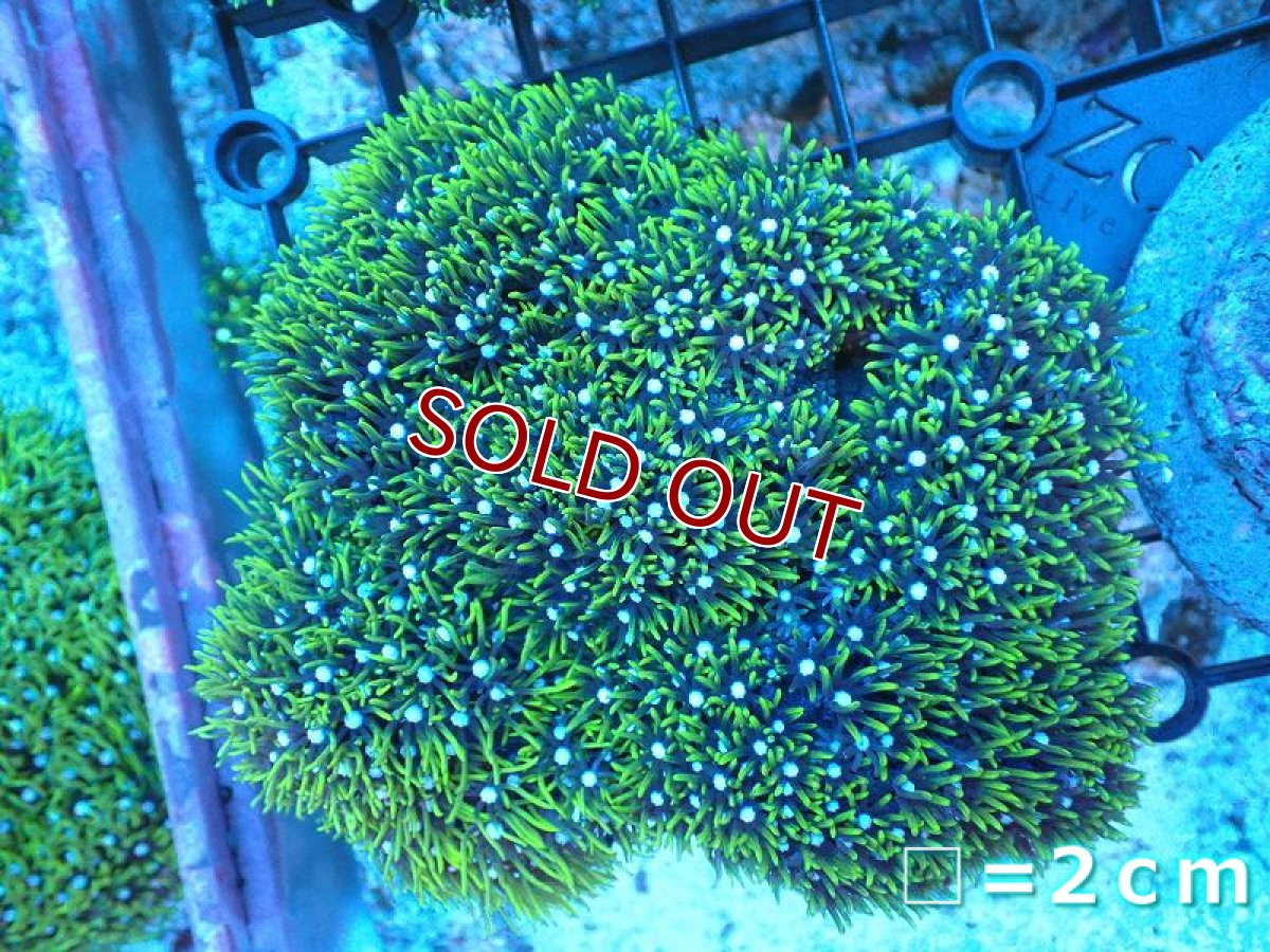 画像1: 【サンゴ】【通販】スターポリプ（メタリックグリーン）MLサイズ（個体販売）No.8（生体）（サンゴ） (1)