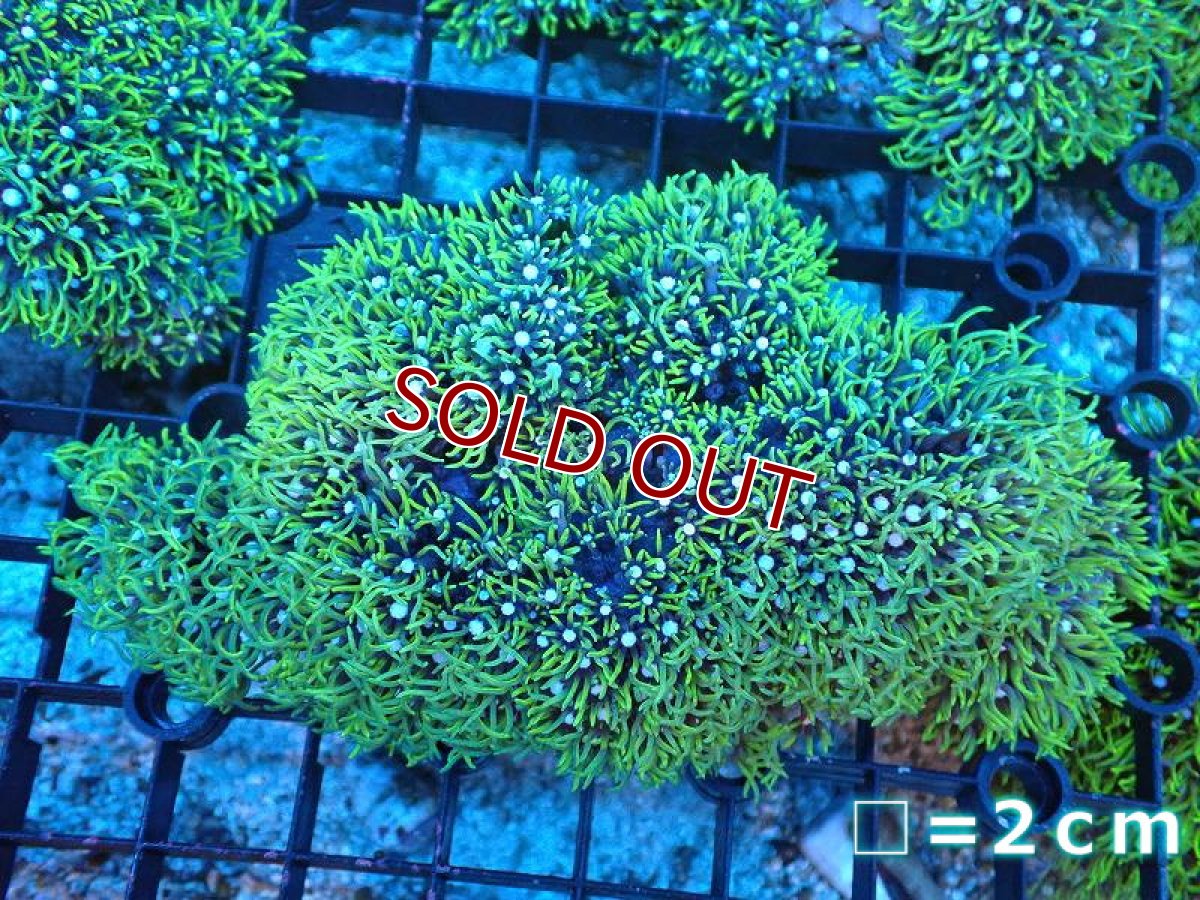 画像1: 【サンゴ】【通販】スターポリプ（メタリックグリーン）MLサイズ（個体販売）No.26（生体）（サンゴ） (1)