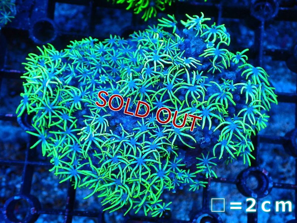 画像1: 【サンゴ】【通販】スターポリプ（Metallic Green)（個体販売）No.5（生体）（サンゴ） (1)