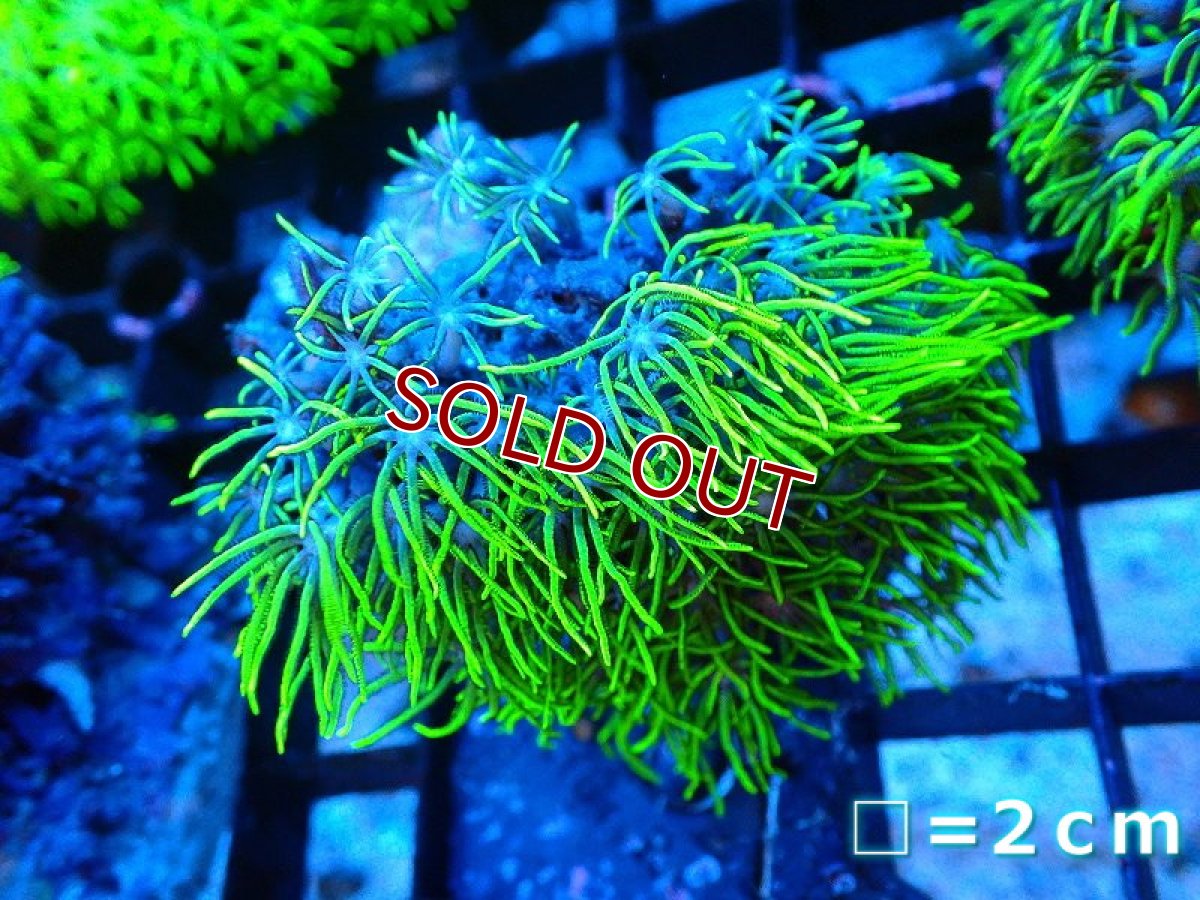 画像1: 【サンゴ】【通販】スターポリプ（Super Metallic Green)（個体販売）No.14（生体）（サンゴ） (1)