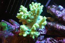 画像1: 【サンゴ】【通販】【沖縄産】ナグラカタトサカ（メタリックグリーン）Mサイズ（個体販売）(±10ｃｍ）No.1（生体）（サンゴ） (1)